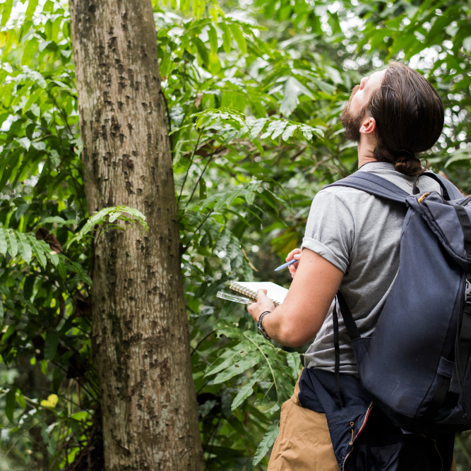 Mensuração - Geo Forest Token