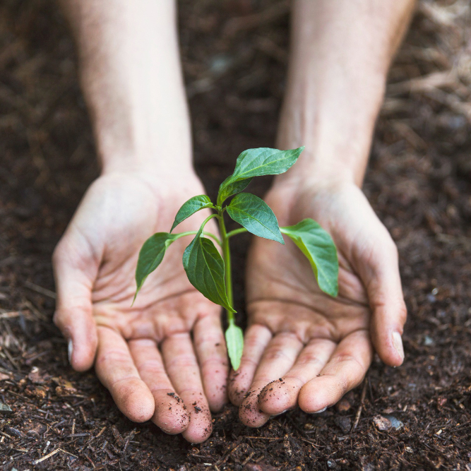 Investimentos em projetos sustentáveis na área do projeto - Geo Forest Token